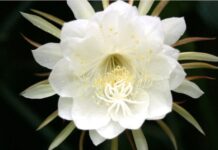 Sự tích Hoa Quỳnh