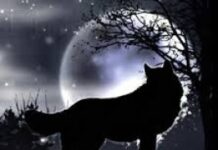 Cô bé quàng khăn đỏ>