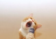 Chuyện nghe nhạc của Tony