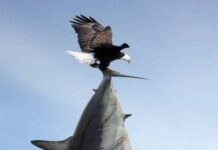 Hào sảng là gì?