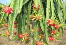 Một lá thư Phan Thiết…