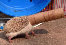 Tầm của Tony ( bài 18+)