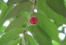 Nhành cây trứng cá