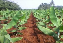 Chuyện Hoa chuyện Liễu (tt)