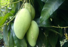 Chuyện quả xoài