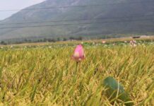 Những giấc mơ rón rén…