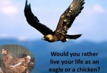 Gà khác đại bàng ra sao?