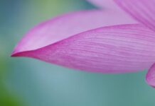 Chuyện hai hồ nước