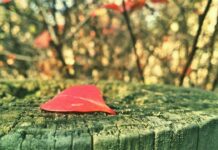 Môi nào hãy còn thơm…