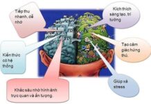 Chuyện hai bán cầu não bộ