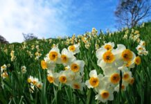 Sự tích hoa Thuỷ Tiên