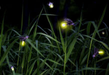 Sự tích con đom đóm