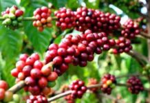 Sự tích cây cà phê