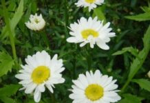 Sự tích hoa Cúc trắng>