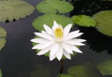 Sự tích hoa Súng