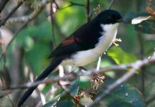 Truyện kể Tây Tạng: sao mai và họa mi>