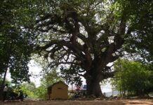 Ba cây cổ thụ và điều ước