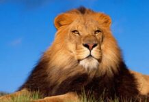 Người chăn cừu và sư tử>