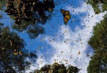 Truyện kể Tây Tạng: Cô xà cừ>