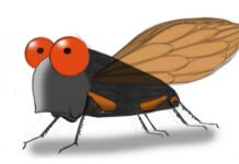 Sự tích con ve sầu