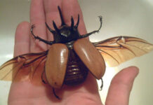 Sự tích con bọ hung