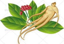 Sự tích nhân sâm