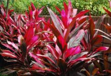 Sự tích cây Huyết dụ