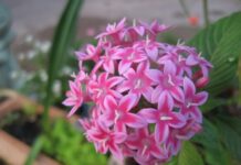 Hoa phụng tiên (hoa móng tay)