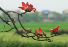 Sự tích hoa Pơ lang (hoa gạo)