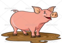 Vì sao mũi lợn lại ngắn?