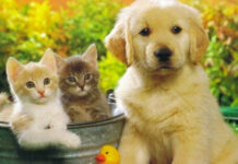 5 bài văn tả con vật hay nhất