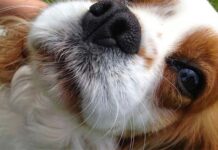 Bộ râu của loài chó có tác dụng gì? Có phải giống chó nào cũng có râu?