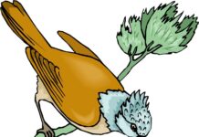 Sự tích chim Ða đa