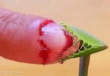 Những loài cây cực độc gây chết người mà chúng ta nên tránh xa