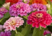 Những cây trồng nhanh ra hoa, làm khu vườn của bạn đẹp rực rỡ