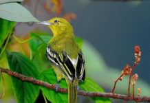 Sự tích chim hít cô