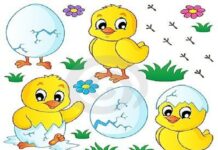 Con gà và con hổ