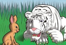 Con thỏ và con hổ