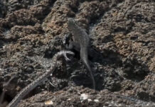 Cận cảnh màn đào thoát ngoạn mục của cự đà con khỏi đàn rắn dữ bủa vây bốn bề