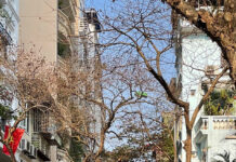 Bâng khuâng dừng lại giữa đời