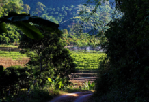 THÁI LAN – Nụ cười cành cọ