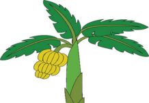 Sự tích cây chuối