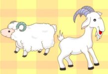 Cừu non và cá con