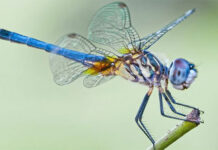 Những điều bạn chưa từng biết về chuồn chuồn