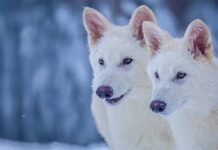 Dire Wolf: Các nhà khoa học hồi sinh thành công loài sói cổ đại