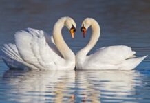 Tâm hồn và tình yêu của thiên nga