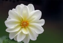 Sự tích hoa thược dược