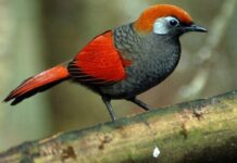 Sự tích chim khướu bạc đầu