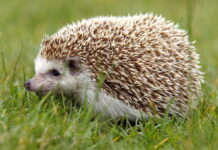 Sự tích bộ lông nhím.