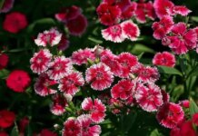 Sự tích hoa cẩm chướng